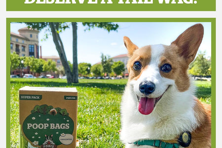 Pogi'S Dog Poop Bags with Easy-Tie Handles - 300 Doggy Leak-Proof, Ultra Thick, Scented Poop Bags for Dogs, Cat